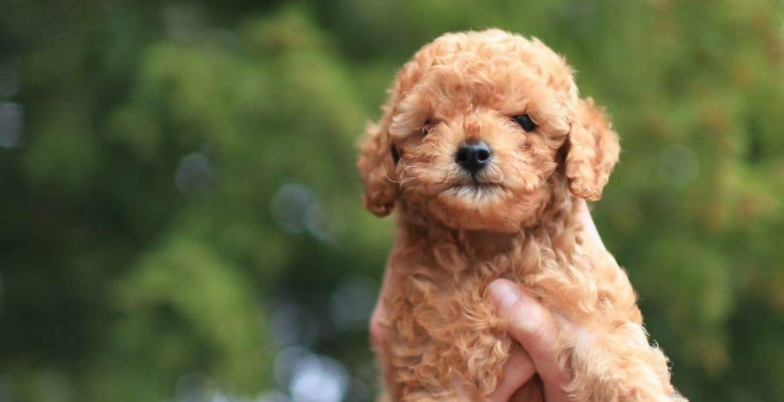 ddhpoodletoyizmir.com2